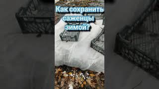 Как сохранить саженцы зимой?