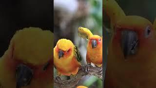 Ambient Rainforest Birds & Relaxing Music Peaceful Music Calming Music Spa & Yoga Music