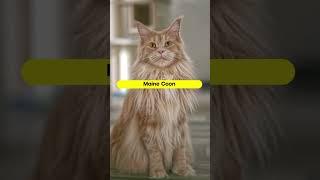 Top 5 Most Popular Cat Breeds - #4 is the best