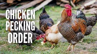 Pecking Order What it is and How to Handle it?