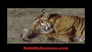 Tiger kills a monkey in ambush Rate My Science