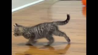 Funniest cats with balloon-dont try to stop laugh -Pet lover #shorts