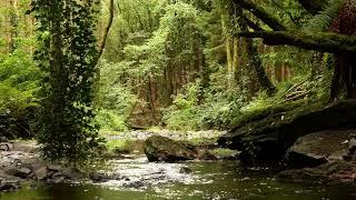 BEAUTIFUL BIRDSONG DEEP IN THE FOREST RELAXING NATURE SOUNDS SINGING NIGHTINGALE