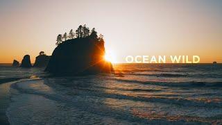 Jordan Critz - Ocean Wild