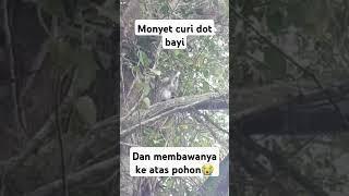 Monyet curi dot bayi dan membawanya ke atas pohon #monyetlucu