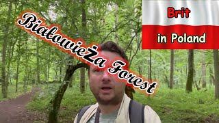 Białowieża Forest - The oldest forest in Europe