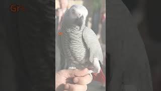 Grey Parrot  Grey Parrot Facts  Info dis # Shorts