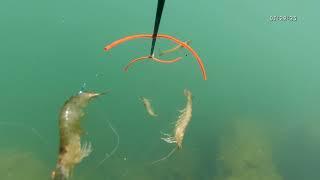 Mancing di pinggir Laut pakai Udang Hidup. Vlog dalam Laut. WOooWOoo bikin ketagihan