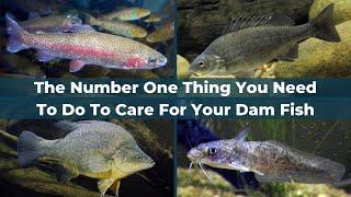 How To Look After Fish In Dams - The Number One Thing You Need To Do To Care For Your Dam Fish