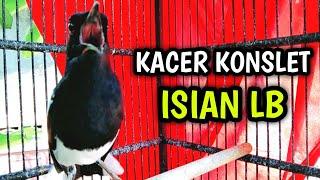 KACER GACOR KONSLET ISIAN LB BIKIN KACERMU PANAS EMOSI  PANCINGAN KACER GACOR FULL ISIAN LB.