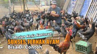 Lebih Nyaman Ternak Ayam Dari Pada Kerja Kantoran 