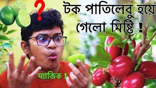 টক পাতিলেবু চিনির মত মিষ্টি   Miracle berry  মিরাকেল ফল  Miracle fruit  miracle berry review