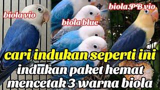 INDUKAN LOVEBIRD PAKET HEMAT MAMPU MENCETAK 3 WARNA BIOLA