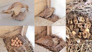 Full video from crossing to hatching eggs full informative video teetar breeding season #viral