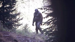 Un Hombre Captura La Foto De Bigfoot Más Clara Que Existe Mejor Que La Película De Patty