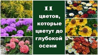  11 цветов которые цветут до глубокой осени