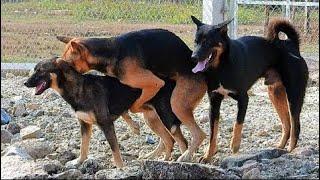 A female dog and several male dogs meet in front of a villagers house