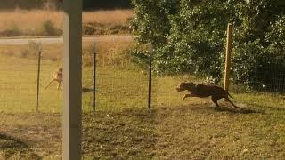 Pitbull dog vs wolf mountain lion fighting with fierce dogs