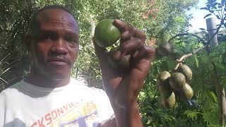 June plum varieties 