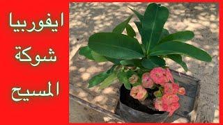 صبار ايفوربيا شوكة المسيح ، زراعته وطريقة إكثاره  How to plant Euphorbia