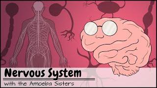 Nervous System