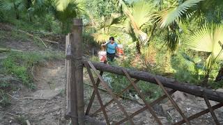 Go to the forest to find bamboo shoots to dry - lining the kitchen floor