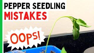 5 Pepper Seedlings Mistakes You Dont Want To Make - Pepper Geek