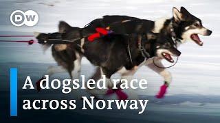 Europe’s toughest dogsled race  DW Documentary