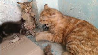 Mother Cat Scaring Rescue Kitten Even Her Own Kitten Got Scared   Mother Adopted Him In 2 Days 