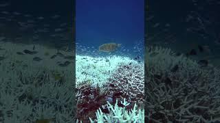 Great Barrier Reef #Coral Bleaching