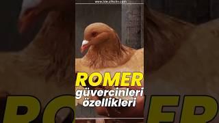 Romer güvercinlerinin özellikleri  #romer #güvercin #kuş #kanatlı #çiftçitv #bilgi