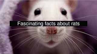 Fascinating facts about rats