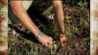 Fall Perennial Pruning in September