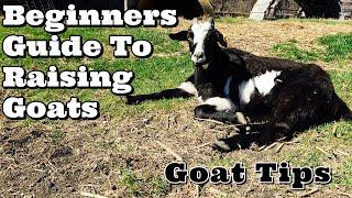 Beginners Guide To Raising Goats  Goat Tips  Goat Video