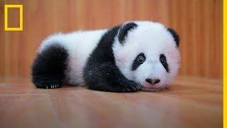 CUIDAR de ADORABLES BEBÉS Panda Es complicado  National Geographic en Español