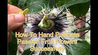 How To Hand Pollinate Passion Fruit Flowers Successfully