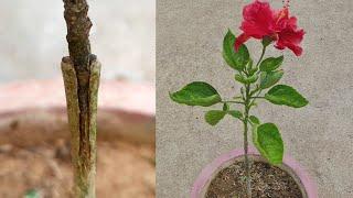 how to graft on hibiscus plant  hibiscus grafting technique @gardening4u11