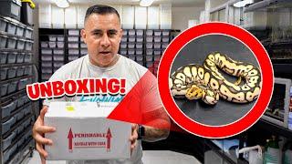 NEW SNAKE UNBOXING You Won’t Believe What we got 