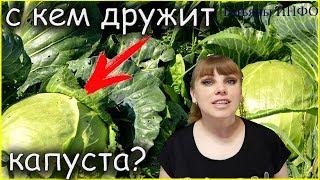 Где лучше посадить КАПУСТУ? С кем дружит на грядке КАПУСТА?