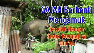 Subhanallah. Rombongan Gajah Berhenti Mengamuk Setelah Dengar Suara Mengaji Al Quran