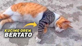 VIRAAL. Kucing Oren Punya Tato Semakin Tampil Bar-bar & Garang  Video Kucing Lucu Titok
