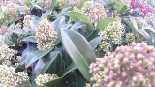 Big Plant Nursery - Skimmia japonica Fragrant Cloud