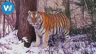 Sibirien - Im Reich des Amur-Tigers 360° - GEO Reportage