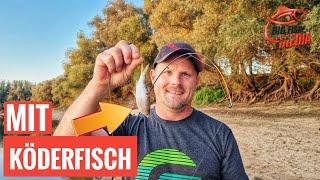 Mit Köderfisch auf Zander & Co So geht’s ganz einfach beim Grundangeln  Gregor trifft den Profi