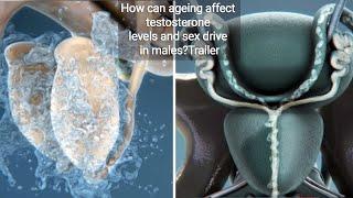 How can ageing affect testosterone levels and sex drive in males? TRAILER