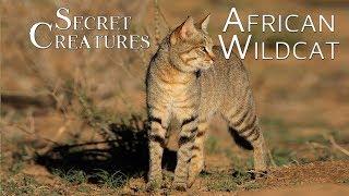 Secret Creatures African Wild Cat 