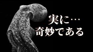 知れば知るほど奇妙な動物、タコ！（feat.タコの知能と進化）