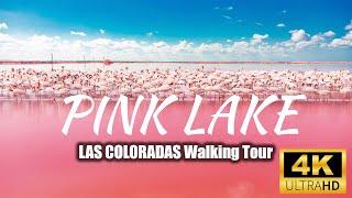 PINK LAKELAS COLORADAS Mexico  4K Walking Tour   February 2023