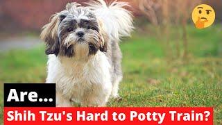 Are Shih Tzus Hard To Potty Train?  Tips On How To Housetrain Your Dog 