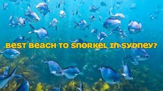 Snorkeling at Shelly Beach 4K